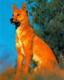 un chien ami mieux que un ami chien